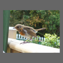 Robin Poster posters