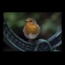 Robin posters