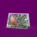 Robin Red Breast Card