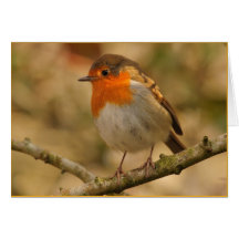 Robin Redbreast in the Sunshine Greeting Cards