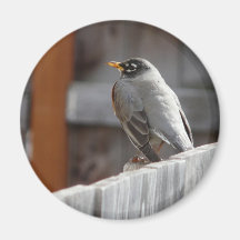 robin refrigerator magnets