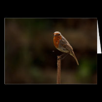 Robin sees a Fly cards