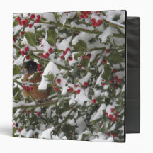 robin sheltering in a holly tree after a snow vinyl binder
