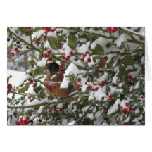 robin sheltering in a holly tree after a snow cards