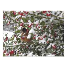 robin sheltering in a holly tree after a snow photograph