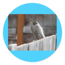 robin stickers