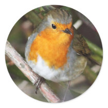 Robin Round Stickers