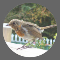 Robin Sticker stickers