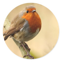 Robin Stickers by Welshpixels Robin Stickers