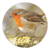 Robin Stickers by Welshpixels Robin Stickers