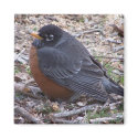 robin sweety  magnet