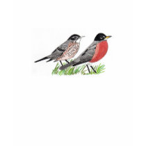 Robin T-Shirt for Kids by Songbirds Robin T-Shirt for Kids