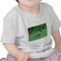 robin t-shirts by pinkypetals robin t-shirts