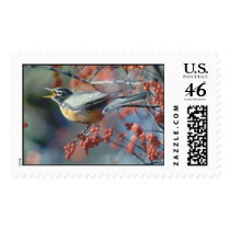 Robin with berry postage