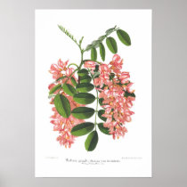 Robinia pseudo-acacia posters