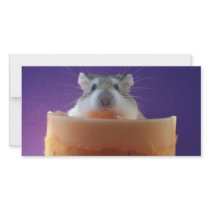 Roborovksi Hamster Photo Card