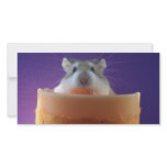 Roborovksi Hamster Photo Card