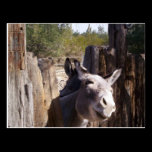 Robson Mine Mule postcards