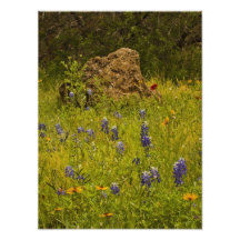 Roca del Bluebonnet Arte Fotografico