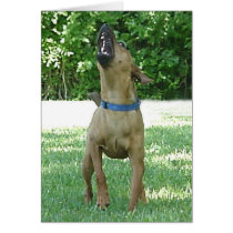 Rocco - Rye Ruv Roo! Card