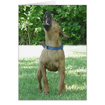 Rocco - Rye Ruv Roo! Card