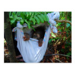 Rock a Bye Baby Orangutan postcards