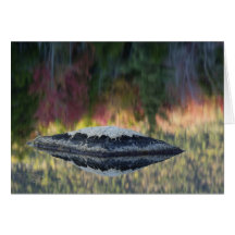Rock and tree reflection, Lily Pond, White Cards