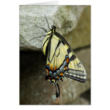 Rock Climber Cards