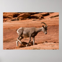 Rock Climber Posters