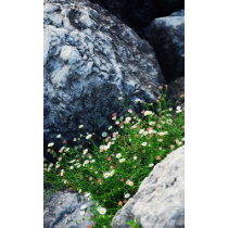 Rock Daisies