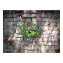 Rock Garden posters