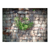 Rock Garden posters by StarLily Rock Garden posters