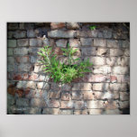 Rock Garden Poster