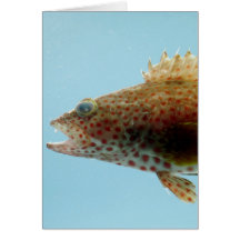Rock Hind Fish Greeting Cards