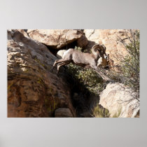 Rock Jumping Poster