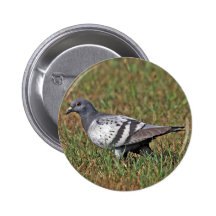 Rock Pigeon Button