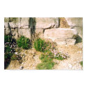 Rock Plants posters