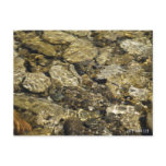 Rock Pool Nature Collection Postcards