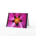 ROCK ROSE NOTECARD/BLANK