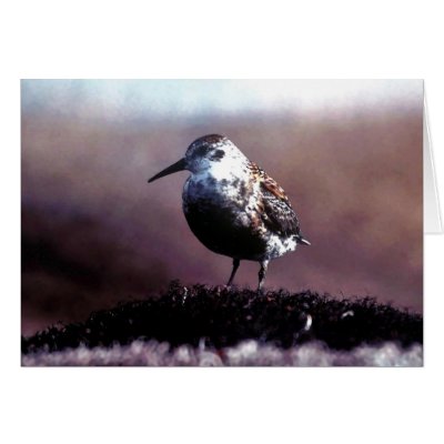 sandpiper