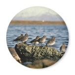 Rock Sandpiper Flock Refrigerator Magnet