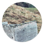 Rock Sandpiper on WWII Ruins Sticker