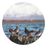 Rock Sandpipers at Rocky Shoreline Round Sticker