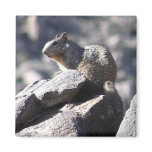 Rock Squirrel Fridge Magnets