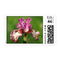 "Rock Star" Iris Photography Poster Stamps