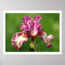 "Rock Star" Iris Photography Print