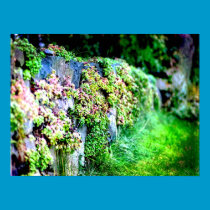 Rock Wall Garden posters