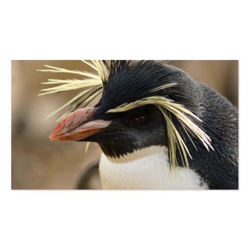 Rockhopper Penguin  Business Cards (back side)