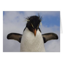 Rockhopper Penguin Eudyptes chrysocome Cards