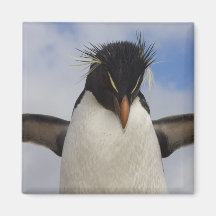Rockhopper Penguin Eudyptes chrysocome Refrigerator Magnets